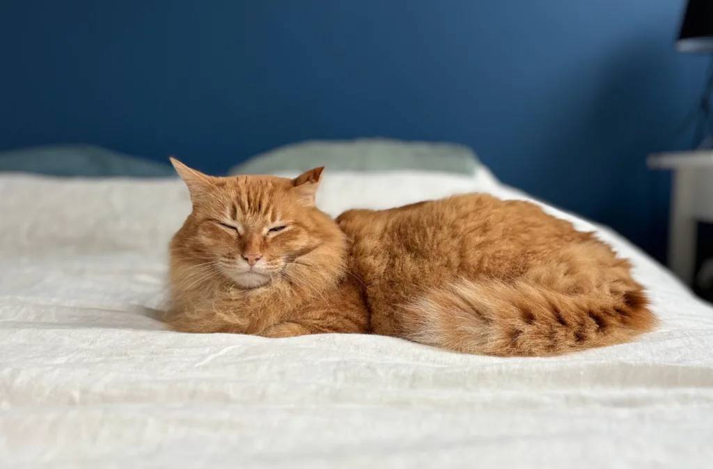 <div class="title80">ミュージシャン&文筆家・<br class="awaibr2">猫沢エミさん vol.3</div>〝自分を責めない〟個人主義なフランス人の姿勢